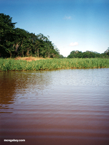 Ca�as Del Lago Peru Oxbow