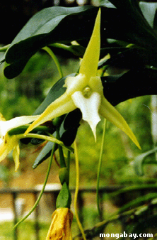 Orchid D'Angraecum