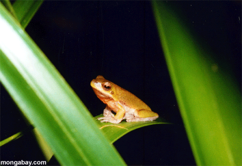 Saurer Frosch, Australien