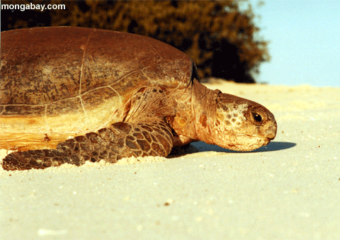 зеленых морских черепах, Австралия