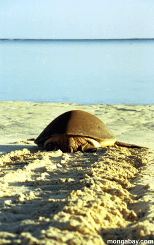 Tartaruga do mar verde