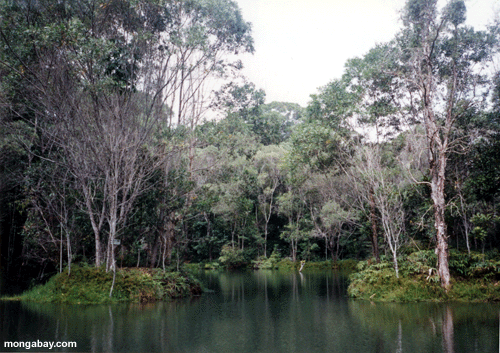 Rio Da Floresta De Daintree