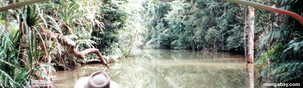 Creek De Daintree Rainforest