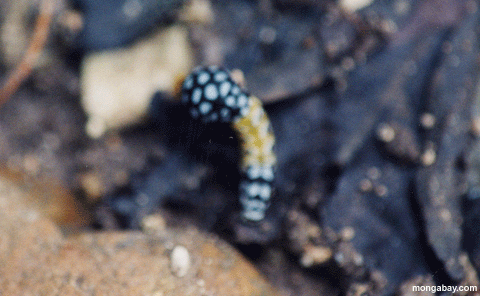 Caterpillar, Belice