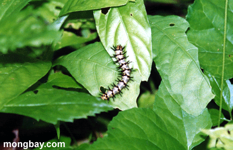 Caterpillar, Belize