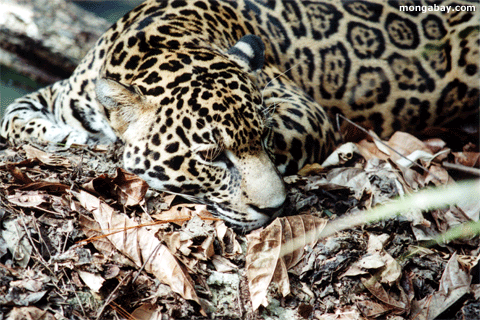 Jaguar, Белиз