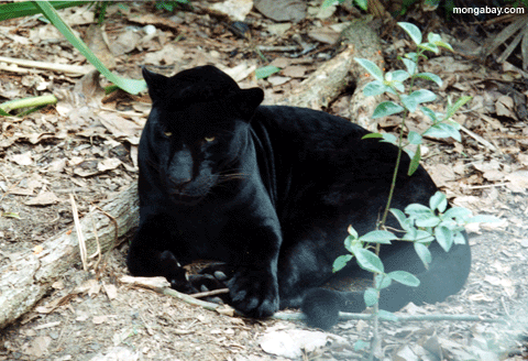 Jaguar preto, Belize