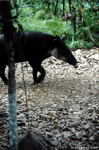 Tapir, Belice