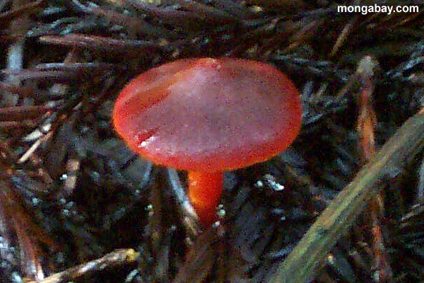 Cogumelo Vermelho