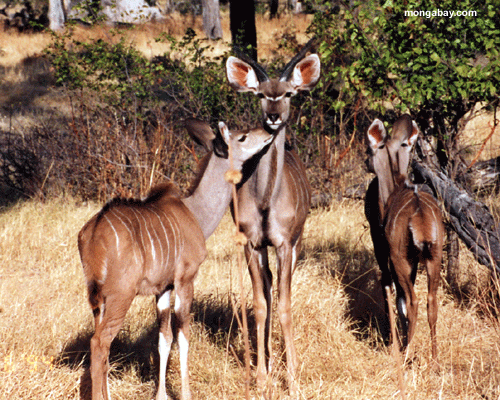 антилопа, Ботсвана