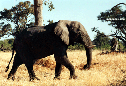 Слон, Ботсвана
