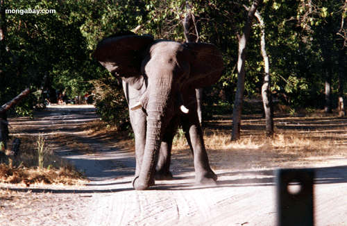Éléphant, Botswana