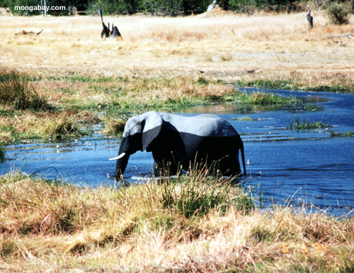 Elefant, Botswana