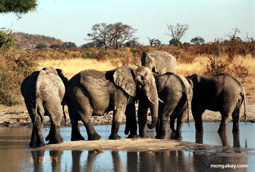 Éléphants, Botswana