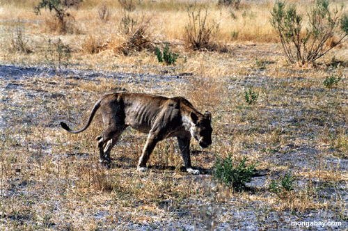 Weiblicher Löwe, Botswana