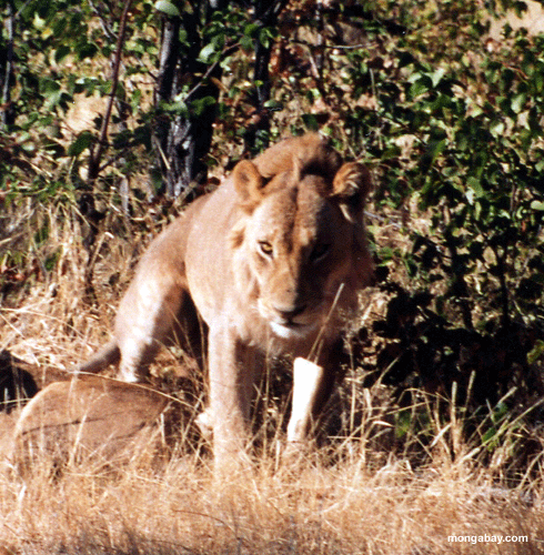 Weiblicher Löwe, Botswana