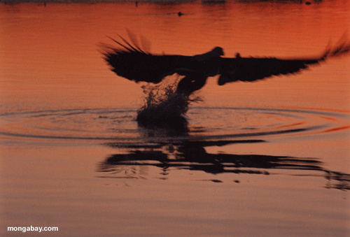 Fisch-Adler, Botswana