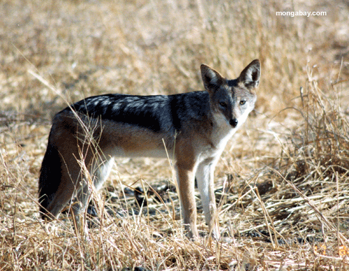 Fuchs, Botswana