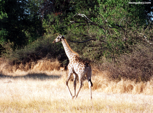 жирафа, Ботсвана
