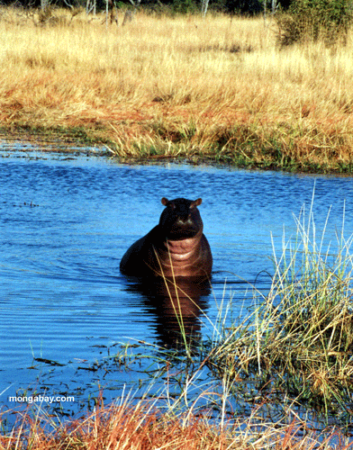 Flußpferd, Botswana