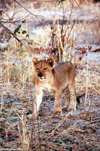 Löwe-Junges, Botswana
