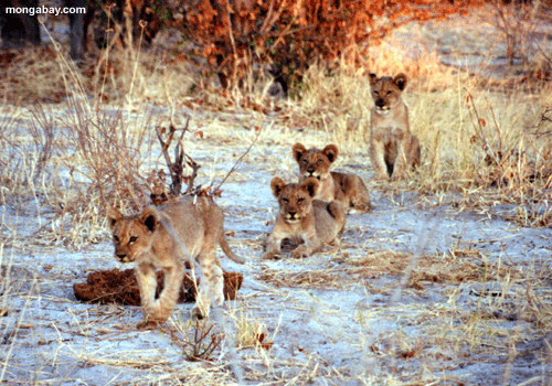 Animal de lion, Botswana