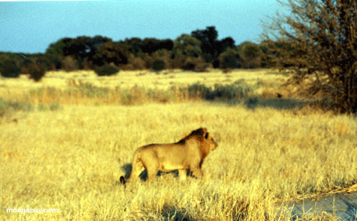 Männlicher Löwe, Botswana