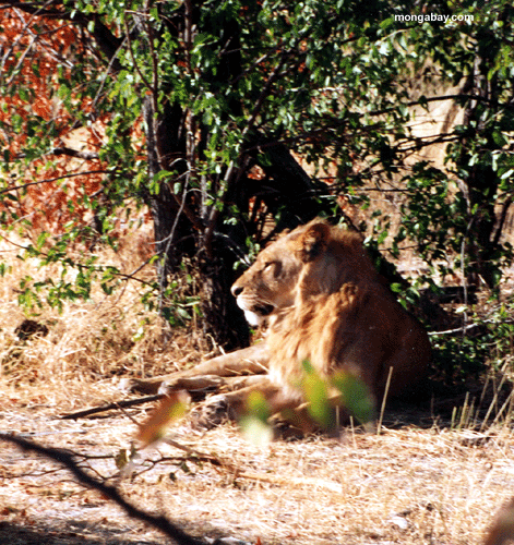 Männlicher Löwe, Botswana