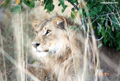 Lion masculin, Botswana
