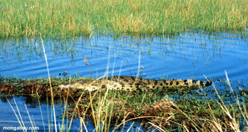 Crocodile du Nil, Botswana