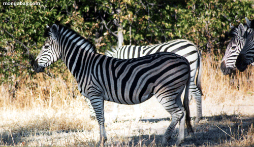 зебр, Ботсвана