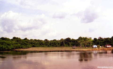 Amazonas Regelung