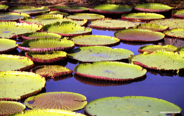 amazonische Wasser lillies