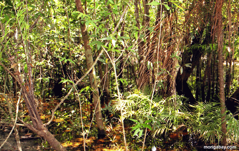 Swamp De Blackwater Whitesand, Brasil