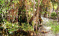 Sumpf Blackwater Whitesands, Brasilien