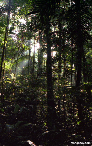 Bosque Primario Profundo, El Brasil