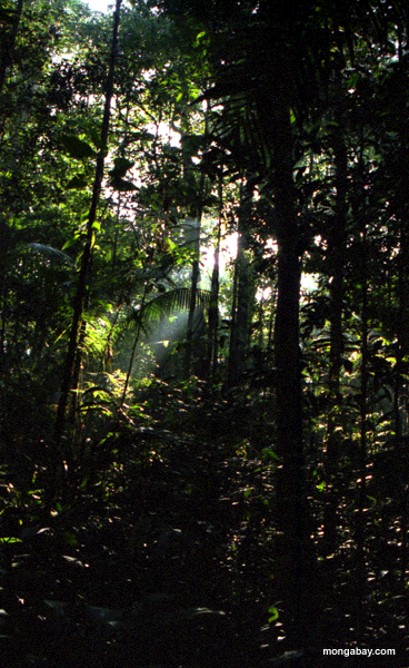 Rainforest Primaire Profond, Br�sil