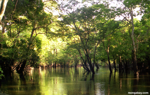 überschwemmter Wald