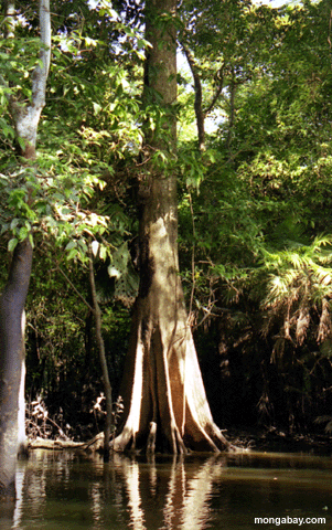 überschwemmter Baum des Waldes