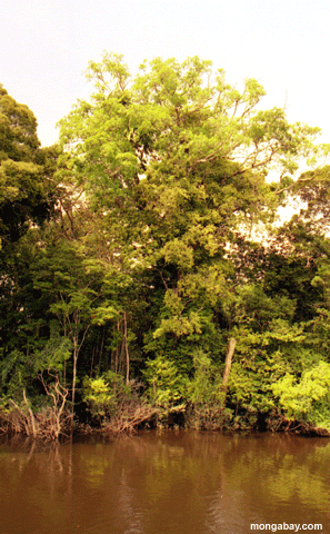 Albero forestale Sommerso, Brasile