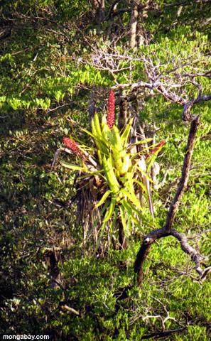 Fioritura Bromeliad, Brasile