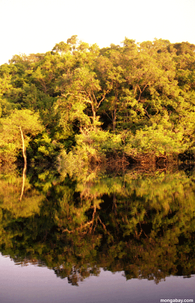 Riflessione Della Foresta, Brasile
