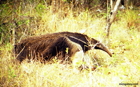 Anteater Gigante, El Brasil