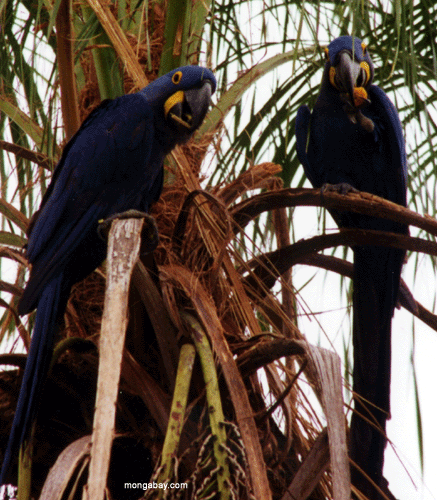 Macaws-Accoppiamento Di Hyancinth, Brasile