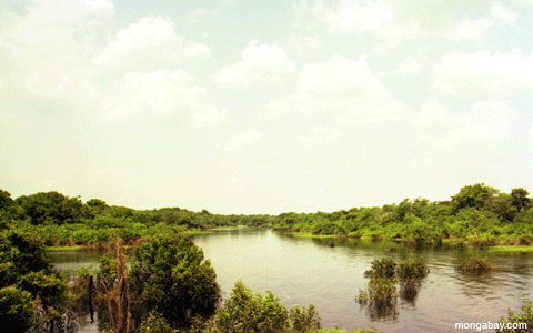 Lago Amazonian Oxbow, El Brasil