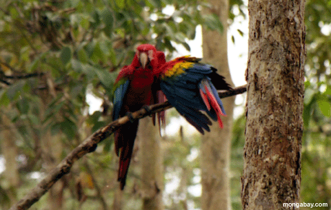 Paar Scarlet macaws