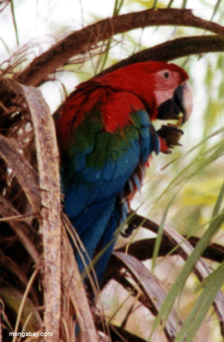 Scarlet Macaw, Brasilien Pantanal