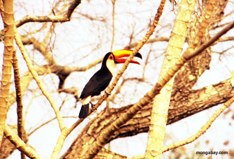 pantanal toucan