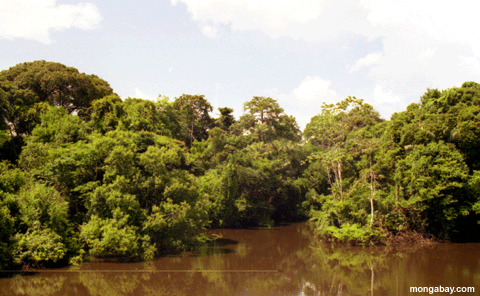 Rio Branco Forest, Brazil