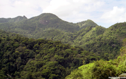 Atlantischer Wald Rios, Brasilien